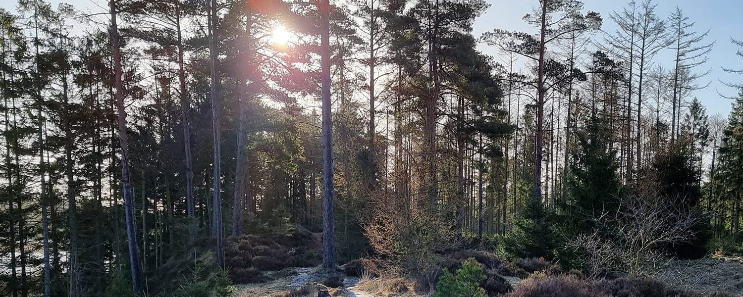 Lysning i skoven | Naturterapi