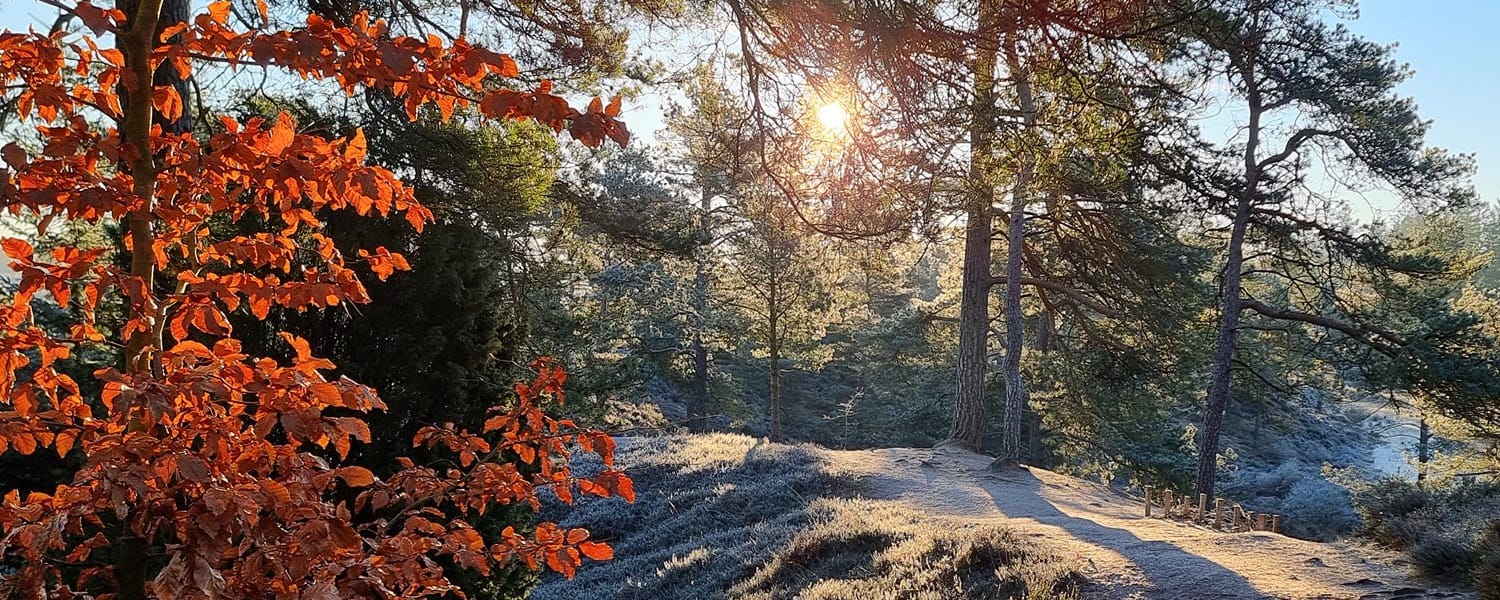 Sol i skoven | Naturterapi